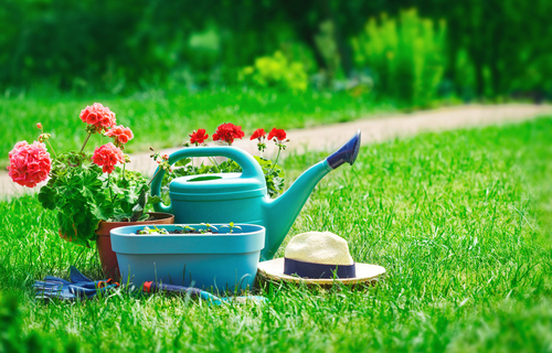 Is It Better to Cut Grass or Let It Grow?