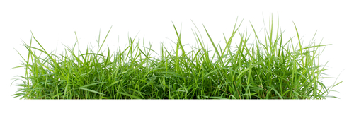 Is It Better to Cut Grass or Let It Grow?