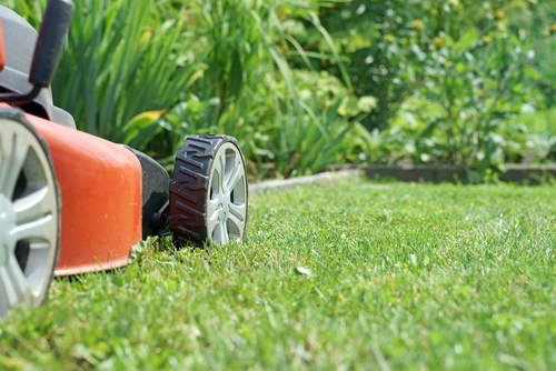 Is It Better to Cut Grass or Let It Grow?