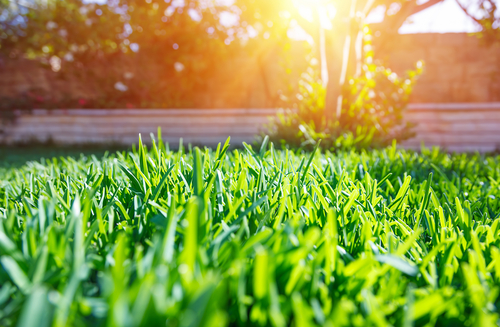 Is It Better to Cut Grass or Let It Grow?