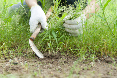 How Often Should Lawn be Mowed?
