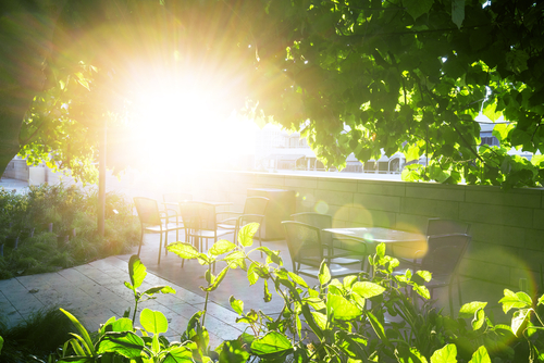 How Often Should Lawn be Mowed?