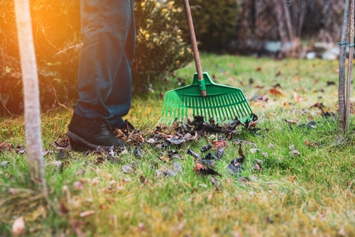 How To Maintain Your Lawn?