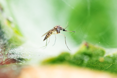 Tips To Prevent Mosquitoes In The Garden