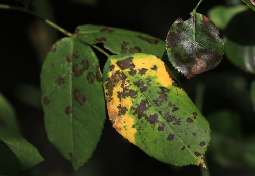Common Plant Diseases: Identifying And Treating Them