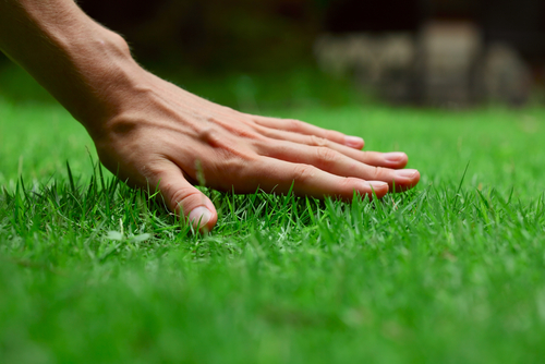 Lawn Care for Homeowners Low-Maintenance Solutions