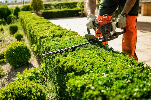 Lawn Care for Homeowners Low-Maintenance Solutions