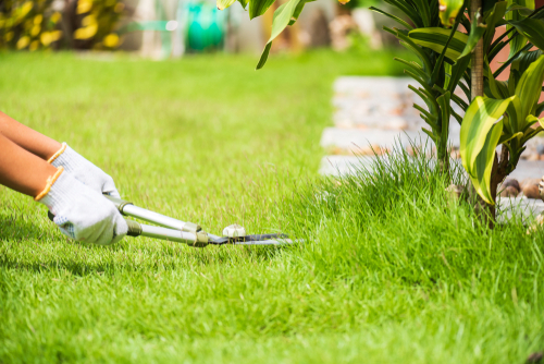 Low-Maintenance Lawn Options