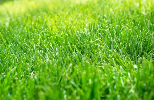 How to Achieve and Maintain a Healthy Lawn