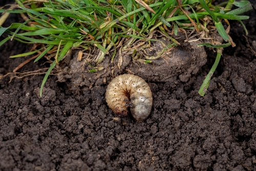 Weed and Pest Management